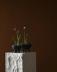 Three small potted plants on a stone pedestal against a brown background
