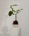 Small potted plant on a white pedestal against a plain background in a ceramic bowl from 101 Copenhagen at Spacio retail stores in Mumbai & Kolkata.