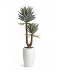 Yucca Twin