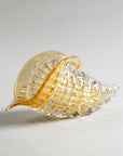 Side view of Duccio Di Segna Big Amber & Gold Cornucopia crystal sculpture showing shell form, luxury decor accessory from Spacio India