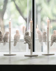 Haoshi Parrot Candle Holder Single Spacio India