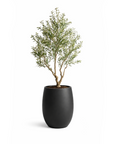 Olive Medium
