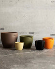 Exalt Collection