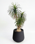 Ponytail Palm Medium