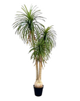 Ponytail Palm Medium