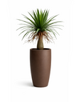 Ponytail Palm Small
