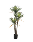Yucca 3 Branch