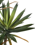Yucca 3 Branch