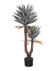 Yucca Twin