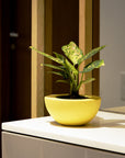 Tacel Indoor & Outdoor Table Top Planter | Spacio