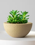Small green succulent plant in a beige pot on a white surface with a light gray background