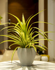 Tanar Indoor & Outdoor Table Top Planter | Spacio