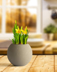Potted plant on a wooden table with a blurred kitchen background