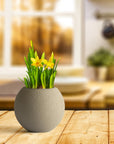 Potted plant on a wooden table with a blurred kitchen background