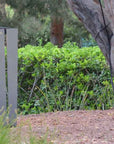 A Les Jardins Solar Lantern SKAAL Tink120 Small 500L Duratek post with a tree in the background, creating an outdoor oasis.