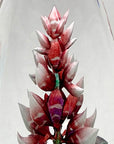 Closeup of Maleras Crystal Sculpture Orchid Red on a white background, available at Spacio India from the Sculptures and Art Objects Collection
