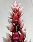 Closeup of Maleras Crystal Sculpture Orchid Red on a white background, available at Spacio India from the Sculptures and Art Objects Collection