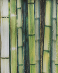 A close up of Alex Turco Organic Bamboo Jungle in Green, perfect for interior design and art panels.