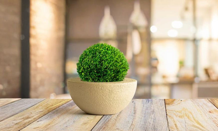 Table top Planters