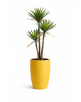 Yucca 3 Branch