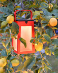 Red solar lantern hanging among lemon trees with lemons on the branches.