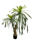 Madagascar Palm