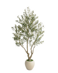 Olive Medium
