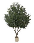 Olive Large
