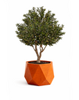 Olive Large