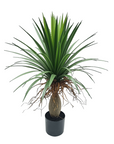 Ponytail Palm Small