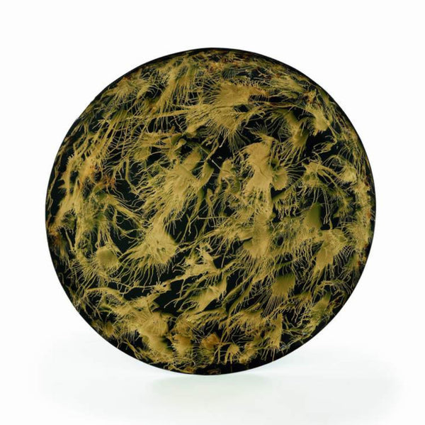 Prato de Parede Bronze Assoprado Fundo 90 Wall Sculpture
