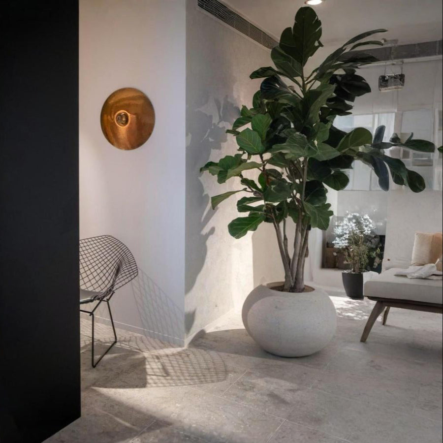 Modern interior with a large potted plant, chair, and glass wall decor by Gardeco available at Spacio retail stores in Mumbai & Kolkata.  