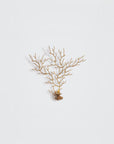 A wall light in the share pf a coral sea fan on a light grey background
