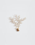 A wall light in the share pf a coral sea fan on a light grey background