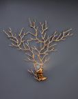 A wall light in the share pf a coral sea fan on a grey background
