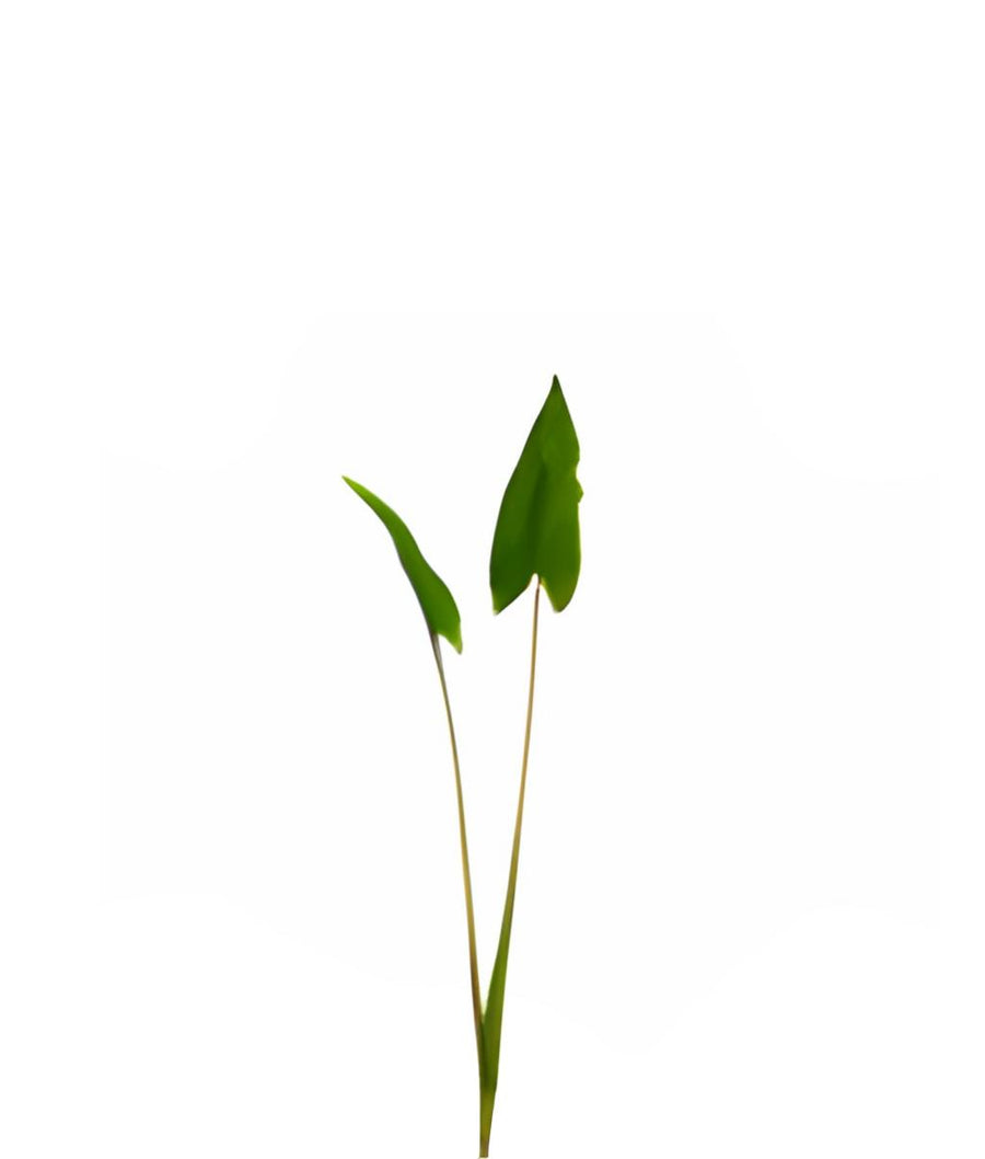 Small green plant with three leaves on a white background by Silk-ka available at Spacio retail stores in Mumbai & Kolkata.  