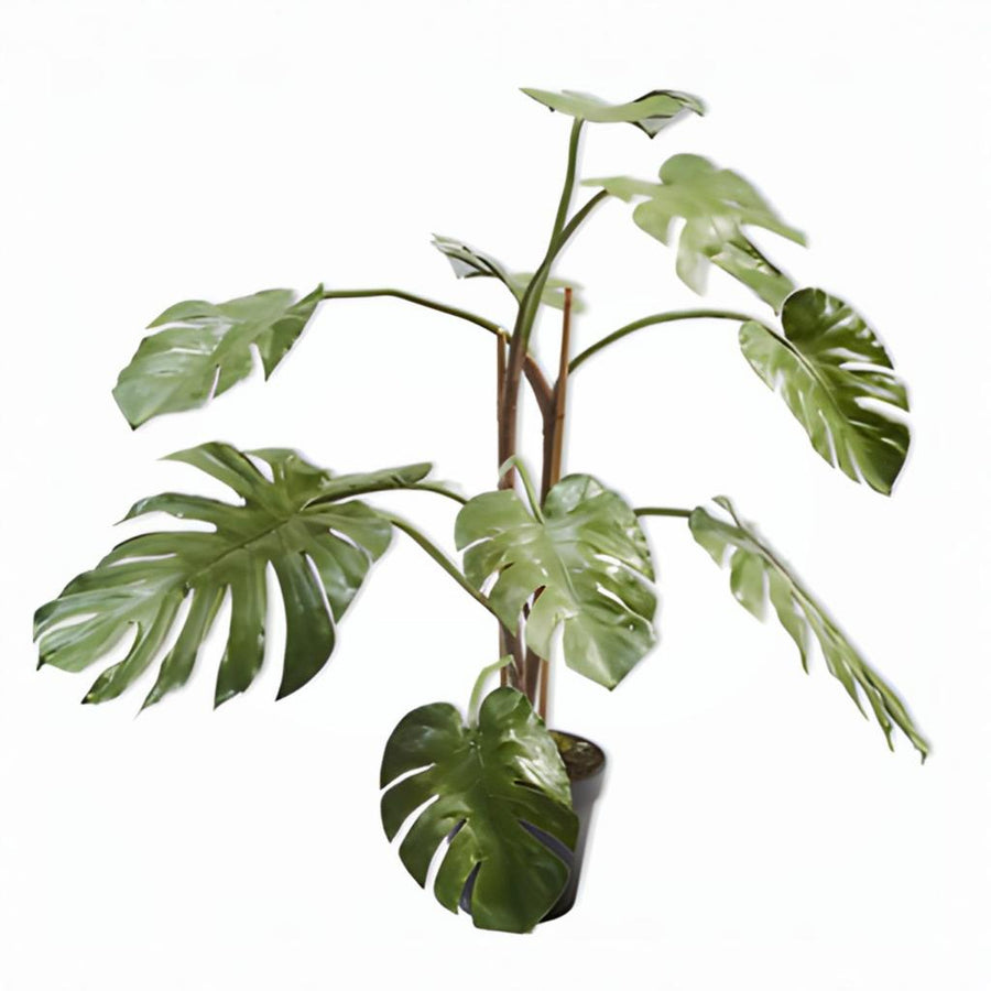 Green Monstera potted plant on a white background by Silk-ka available at Spacio retail stores in Mumbai & Kolkata.  