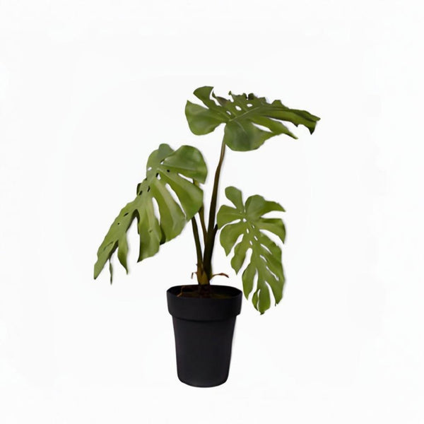 Potted Monstera plant with large leaves on a white background by Silk-ka available at Spacio retail stores in Mumbai & Kolkata.  