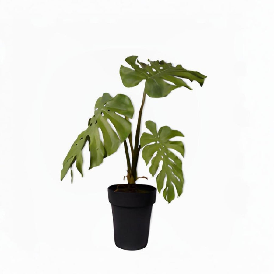 Potted Monstera plant with large leaves on a white background by Silk-ka available at Spacio retail stores in Mumbai & Kolkata.  