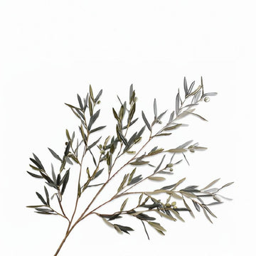 Artificial olive branch on a white background by Silk-ka available at Spacio retail stores in Mumbai & Kolkata.  