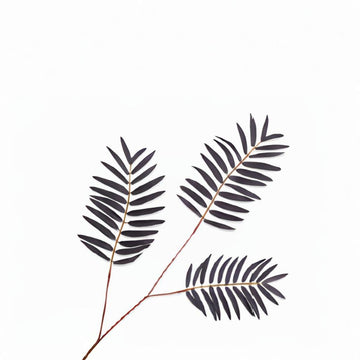 Black leaf branch on a white background by Silk-ka available at Spacio retail stores in Mumbai & Kolkata.  