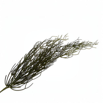 Dried dill herb on a white background by Silk-ka available at Spacio retail stores in Mumbai & Kolkata.  