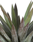 Yucca Twin
