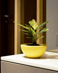 Tacel Indoor & Outdoor Table Top Planter | Spacio