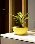 Tacel Indoor & Outdoor Table Top Planter | Spacio