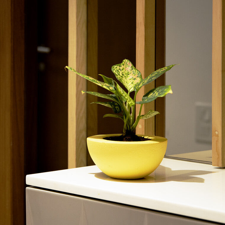 Tacel Indoor & Outdoor Table Top Planter | Spacio