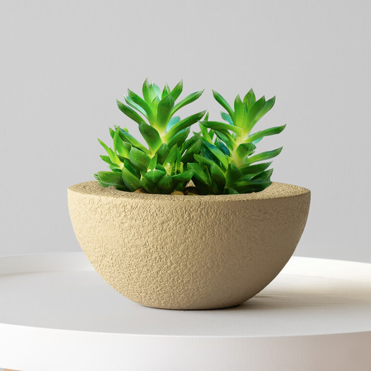 Small green succulent plant in a beige pot on a white surface with a light gray background