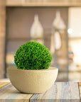 Potted plant on a wooden table with a blurred background