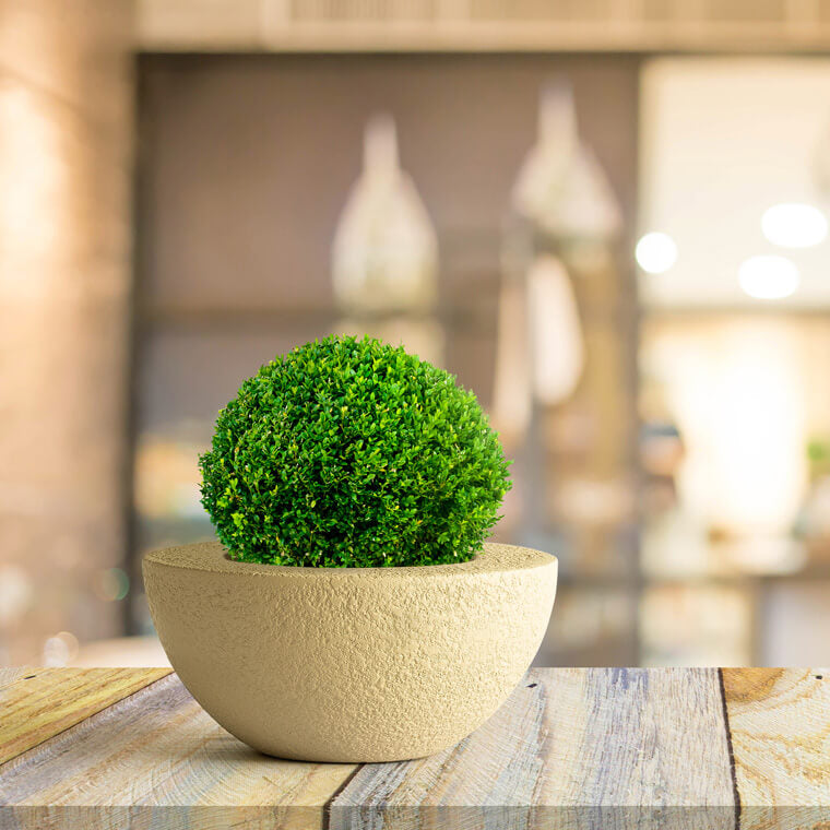 Potted plant on a wooden table with a blurred background