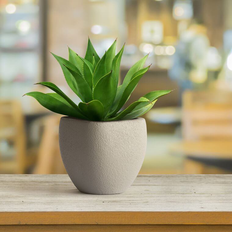 Potted plant on a wooden table with a blurred indoor background
